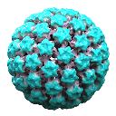 HPV45