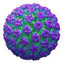 HPV31